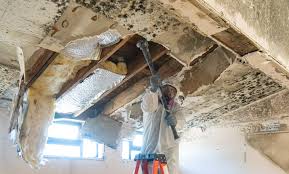 Why You Should Choose Our Mold Remediation Services in Mercer Island, WA